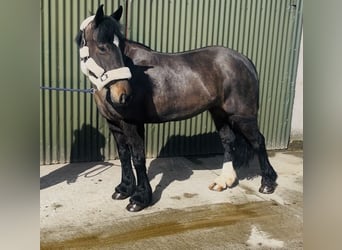 Cob, Klacz, 6 lat, 146 cm, Gniada