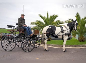 Cob, Klacz, 6 lat, 160 cm, Overo wszelkich maści