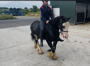 Cob, Klacz, 7 lat, 130 cm, Kara
