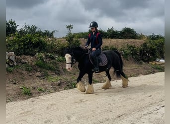 Cob, Klacz, 7 lat, 130 cm, Kara