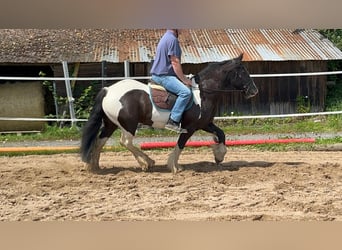 Cob, Klacz, 7 lat, 148 cm, Srokata