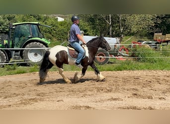 Cob, Klacz, 7 lat, 148 cm, Srokata