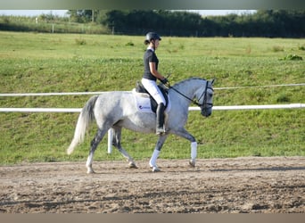 Cob, Klacz, 8 lat, 146 cm, Siwa