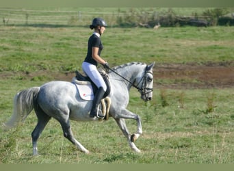 Cob, Klacz, 8 lat, 146 cm, Siwa