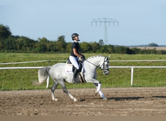 Cob, Klacz, 8 lat, 146 cm, Siwa