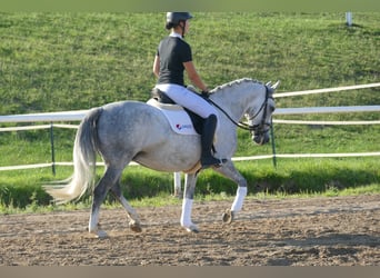 Cob, Klacz, 8 lat, 146 cm, Siwa