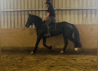 Cob, Klacz, 8 lat, 156 cm, Kara