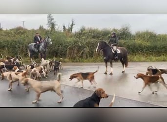 Cob, Klacz, 8 lat, 157 cm, Ciemnokasztanowata