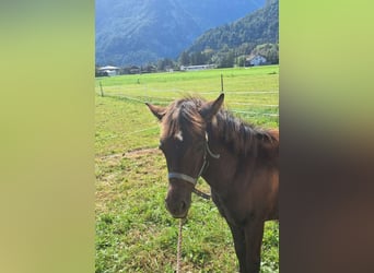 Cob Mix, Klacz, Źrebak (05/2024), 143 cm, Formy Brown Falb