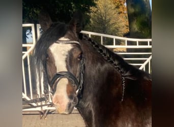 Cob, Stute, 10 Jahre, 13,2 hh, Brauner