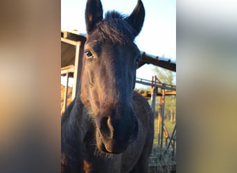 Cob, Mare, 10 years, 14,2 hh, Black