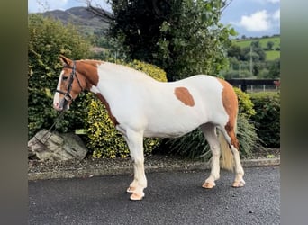 Cob, Mare, 10 years, 14,2 hh, Pinto