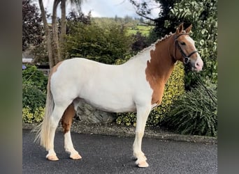 Cob, Mare, 10 years, 14,2 hh, Pinto