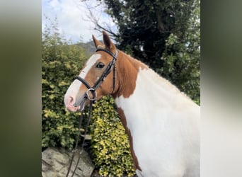 Cob, Mare, 10 years, 14,2 hh, Pinto