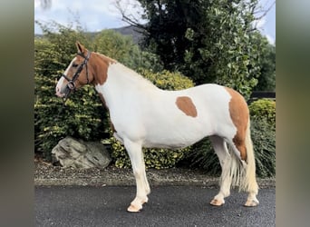 Cob, Mare, 10 years, 14,2 hh, Pinto
