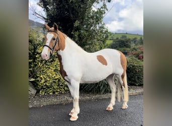Cob, Mare, 10 years, 14,2 hh, Pinto