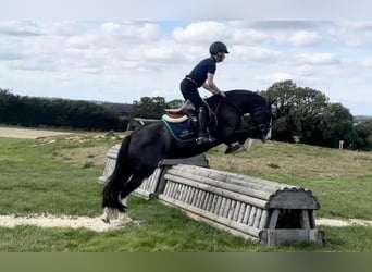 Cob, Mare, 11 years, 13.2 hh
