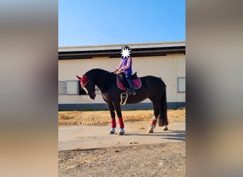 Cob, Mare, 11 years, 14,1 hh, Black