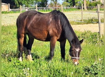 Cob, Mare, 11 years, 14.2 hh, Brown