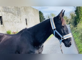 Cob, Mare, 12 years, 14.2 hh, Black