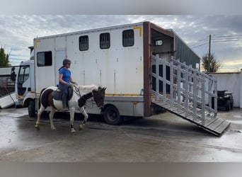 Cob, Mare, 12 years, 14,2 hh, Pinto