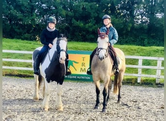 Cob, Mare, 12 years, 14.2 hh, Pinto