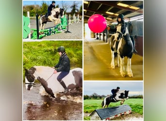 Cob, Mare, 12 years, 14,2 hh, Pinto