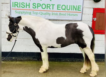 Cob, Mare, 12 years, 14,2 hh, Pinto