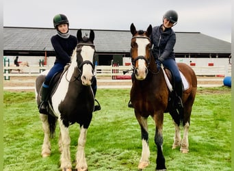 Cob, Mare, 12 years, 14,2 hh, Pinto