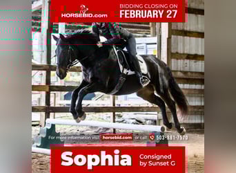 Cob, Mare, 12 years, 15 hh, Brown