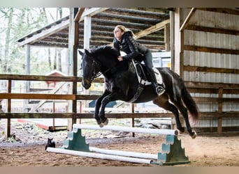 Cob, Mare, 12 years, 15 hh, Brown