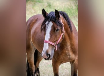 Cob Mix, Mare, 12 years, 15 hh