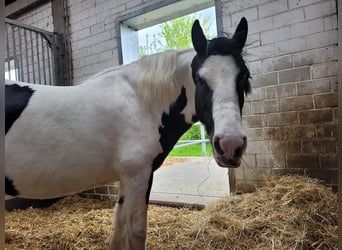 Cob, Stute, 13 Jahre, 11 hh, Schecke