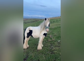 Cob, Mare, 13 years, 13 hh, White