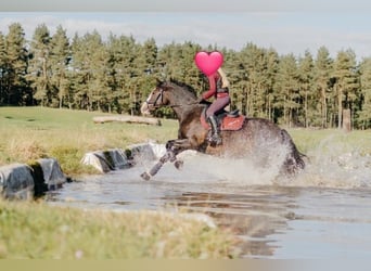 Cob, Mare, 13 years, 14,3 hh, Brown