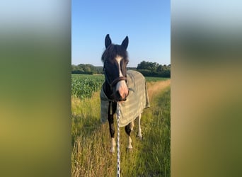 Cob Mix, Mare, 13 years, 14,3 hh, Pinto