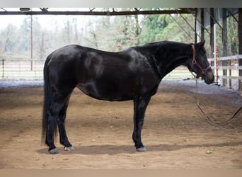 Cob, Mare, 13 years, 15 hh, Brown