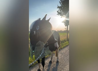 Cob Mix, Mare, 14 years, 14.3 hh, Pinto