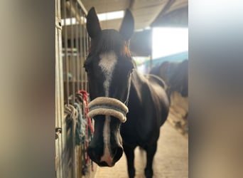 Cob, Mare, 15 years, 15 hh, Black