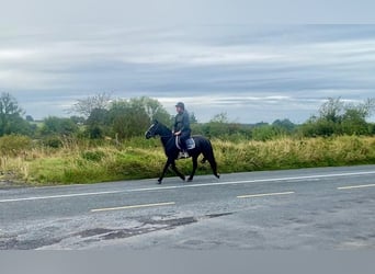 Cob, Mare, 15 years, 15 hh, Black