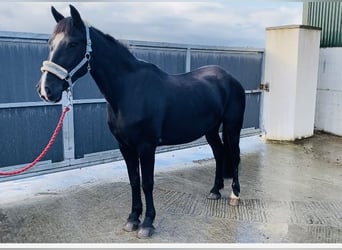 Cob, Mare, 15 years, 15 hh, Black