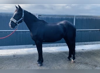 Cob, Mare, 15 years, 15 hh, Black