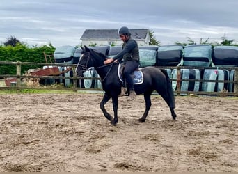 Cob, Mare, 15 years, 15 hh, Black