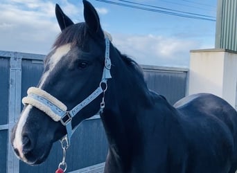 Cob, Mare, 15 years, 15 hh, Black