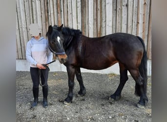 Cob, Mare, 15 years, Smoky-Black