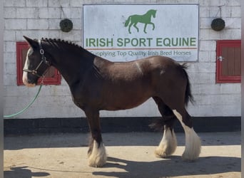 Cob, Mare, 16 years, 15 hh, Black