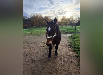 Cob, Mare, 17 years, 15.2 hh, Bay-Dark
