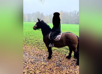 Cob, Mare, 17 years, 15.2 hh, Bay-Dark