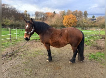 Cob, Mare, 17 years, 15,2 hh, Bay-Dark