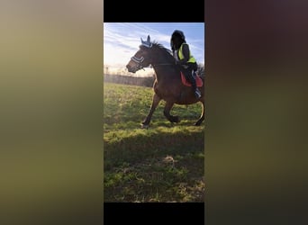 Cob, Mare, 17 years, 15,2 hh, Bay-Dark